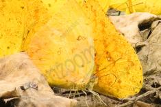 Borboleta 320 <em>(2872)</em>