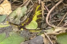 Borboleta 321 <em>(2873)</em>