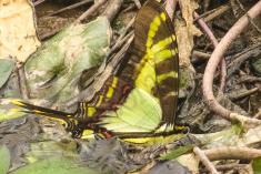 Borboleta 322 <em>(2874)</em>