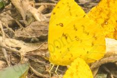 Borboleta 323 <em>(2875)</em>