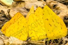 Borboleta 324 <em>(2876)</em>