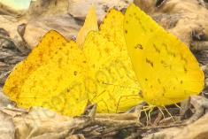 Borboleta 325 <em>(2877)</em>