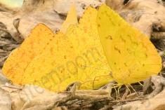 Borboleta 326 <em>(2878)</em>