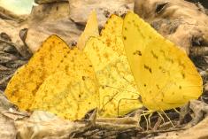 Borboleta 327 <em>(2879)</em>