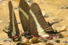 Borboleta 328 <em>(2880)</em>