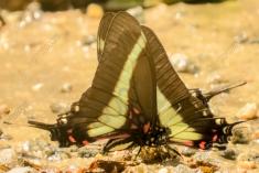 Borboleta 329 <em>(2881)</em>