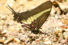 Borboleta 331 <em>(2883)</em>