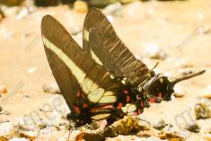 Borboleta 332 <em>(2884)</em>