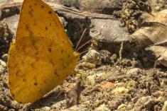 Borboleta 333 <em>(2885)</em>