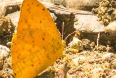 Borboleta 334 <em>(2886)</em>