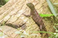 Lagarto 35 <em>(2887)</em>