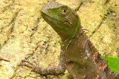 Lagarto 36 <em>(2888)</em>