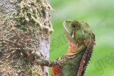 Lagarto 37 <em>(2889)</em>