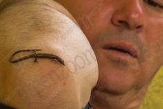 Lagartixa 13 <em>(2890)</em>