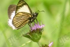 Borboleta 335 <em>(2891)</em>