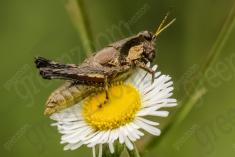 Gafanhoto 8 <em>(2892)</em>