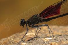 Donzelinha 31 <em>(2893)</em>