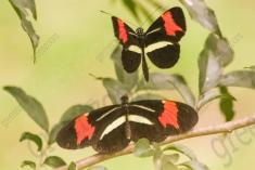 Borboleta 336 <em>(2909)</em>