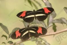 Borboleta 352 <em>(2910)</em>