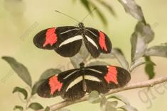 Borboleta 353 <em>(2911)</em>