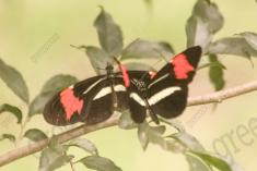 Borboleta 354 <em>(2912)</em>