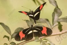 Borboleta 355 <em>(2913)</em>