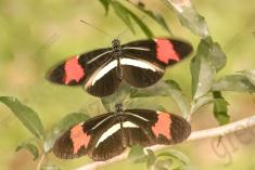 Borboleta 356 <em>(2914)</em>