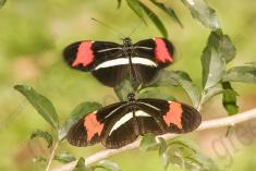 Borboleta 357 <em>(2915)</em>