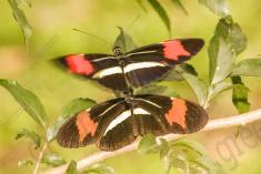 Borboleta 358 <em>(2916)</em>