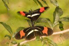 Borboleta 359 <em>(2917)</em>