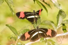 Borboleta 360 <em>(2918)</em>