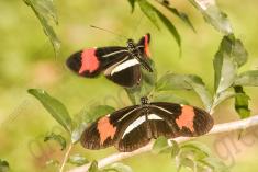 Borboleta 361 <em>(2919)</em>