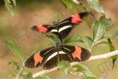 Borboleta 362 <em>(2920)</em>