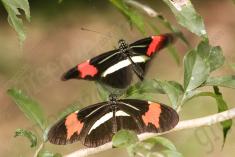 Borboleta 363 <em>(2921)</em>