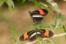 Borboleta 364 <em>(2922)</em>