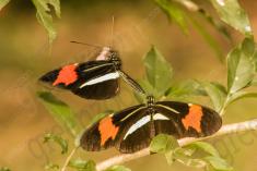 Borboleta 365 <em>(2923)</em>