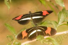 Borboleta 366 <em>(2924)</em>