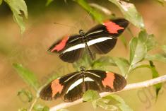 Borboleta 367 <em>(2925)</em>