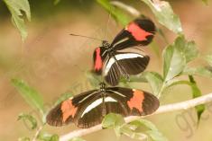 Borboleta 368 <em>(2926)</em>