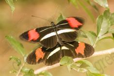 Borboleta 369 <em>(2927)</em>