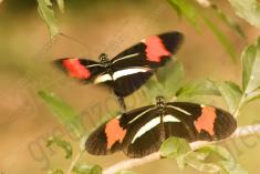 Borboleta 370 <em>(2928)</em>