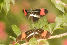 Borboleta 371 <em>(2929)</em>