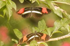 Borboleta 372 <em>(2930)</em>