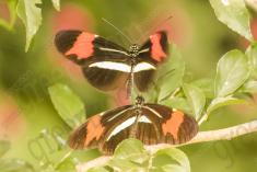 Borboleta 373 <em>(2931)</em>