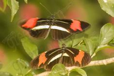 Borboleta 374 <em>(2932)</em>