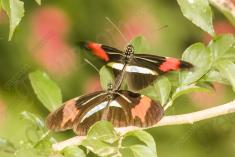 Borboleta 375 <em>(2933)</em>