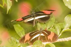 Borboleta 376 <em>(2934)</em>