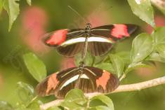 Borboleta 377 <em>(2935)</em>