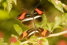 Borboleta 378 <em>(2936)</em>