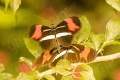 Borboleta 379 <em>(2937)</em>